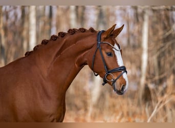 Sportivo Tedesco / Sportivo della Germania, Castrone, 5 Anni, 168 cm, Sauro