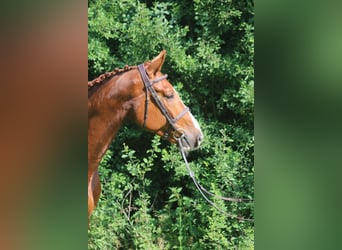Sportivo Tedesco / Sportivo della Germania, Castrone, 5 Anni, 168 cm, Sauro