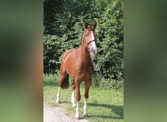 Sportivo Tedesco / Sportivo della Germania, Castrone, 5 Anni, 168 cm, Sauro