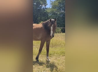 Sportivo Tedesco / Sportivo della Germania, Castrone, 5 Anni, 168 cm, Sauro