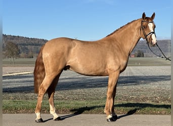 Sportivo Tedesco / Sportivo della Germania, Castrone, 5 Anni, 168 cm, Sauro