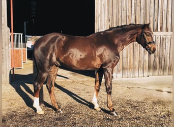 Sportivo Tedesco / Sportivo della Germania, Castrone, 5 Anni, 168 cm, Sauro scuro