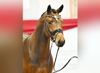 Sportivo Tedesco / Sportivo della Germania, Castrone, 5 Anni, 169 cm, Baio