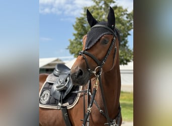 Sportivo Tedesco / Sportivo della Germania, Castrone, 5 Anni, 169 cm, Baio