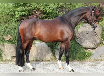 Sportivo Tedesco / Sportivo della Germania, Castrone, 5 Anni, 169 cm, Baio scuro