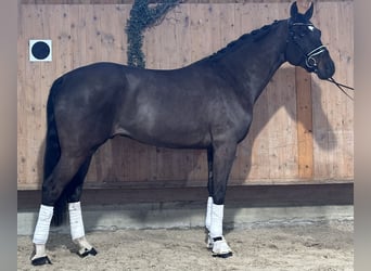 Sportivo Tedesco / Sportivo della Germania, Castrone, 5 Anni, 170 cm, Baio scuro