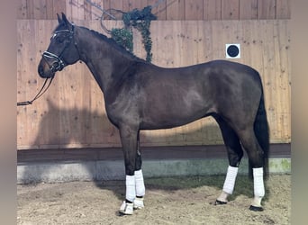 Sportivo Tedesco / Sportivo della Germania, Castrone, 5 Anni, 170 cm, Baio scuro