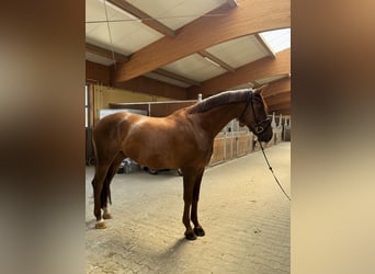 Sportivo Tedesco / Sportivo della Germania, Castrone, 5 Anni, 170 cm, Sauro