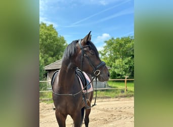 Sportivo Tedesco / Sportivo della Germania, Castrone, 5 Anni, 171 cm, Baio