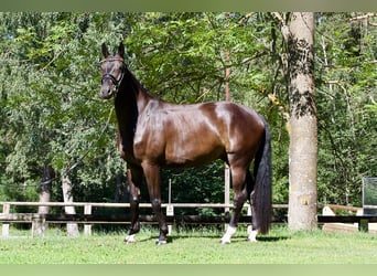 Sportivo Tedesco / Sportivo della Germania, Castrone, 5 Anni, 171 cm, Morello