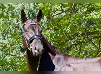 Sportivo Tedesco / Sportivo della Germania, Castrone, 5 Anni, 171 cm, Morello