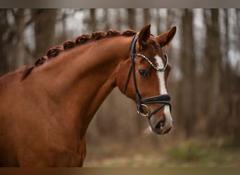 Sportivo Tedesco / Sportivo della Germania, Castrone, 5 Anni, 171 cm, Sauro
