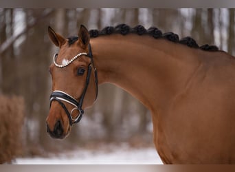 Sportivo Tedesco / Sportivo della Germania, Castrone, 5 Anni, 172 cm, Baio chiaro