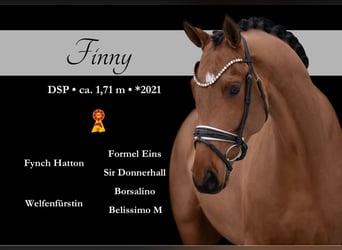 Sportivo Tedesco / Sportivo della Germania, Castrone, 5 Anni, 172 cm, Baio chiaro