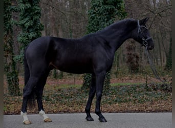 Sportivo Tedesco / Sportivo della Germania, Castrone, 5 Anni, 172 cm, Baio nero
