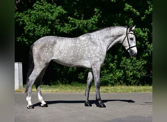 Sportivo Tedesco / Sportivo della Germania, Castrone, 5 Anni, 172 cm, Grigio
