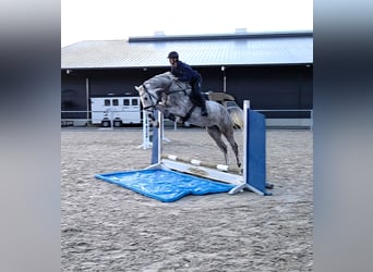 Sportivo Tedesco / Sportivo della Germania, Castrone, 5 Anni, 174 cm, Grigio