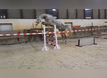 Sportivo Tedesco / Sportivo della Germania, Castrone, 5 Anni, 174 cm, Grigio