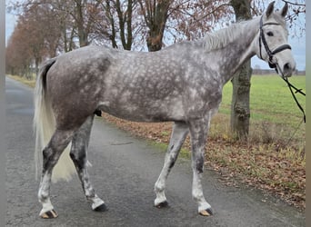 Sportivo Tedesco / Sportivo della Germania, Castrone, 5 Anni, 174 cm, Grigio