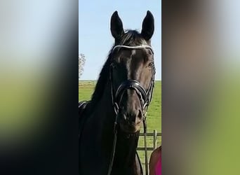 Sportivo Tedesco / Sportivo della Germania, Castrone, 5 Anni, 174 cm, Morello