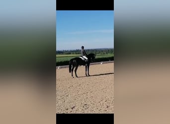 Sportivo Tedesco / Sportivo della Germania, Castrone, 5 Anni, 174 cm, Morello