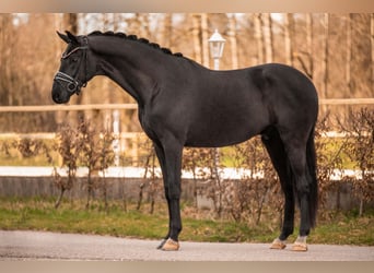 Sportivo Tedesco / Sportivo della Germania, Castrone, 5 Anni, 174 cm, Morello