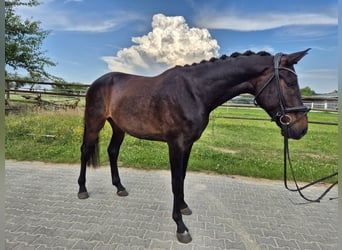 Sportivo Tedesco / Sportivo della Germania, Castrone, 5 Anni, 175 cm, Baio nero