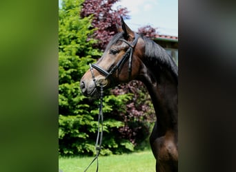 Sportivo Tedesco / Sportivo della Germania, Castrone, 5 Anni, 175 cm, Baio nero