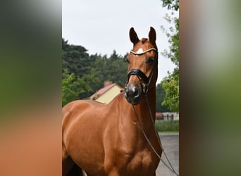 Sportivo Tedesco / Sportivo della Germania, Castrone, 5 Anni, 175 cm, Sauro