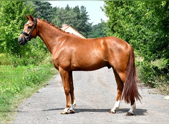 Sportivo Tedesco / Sportivo della Germania, Castrone, 5 Anni, 175 cm, Sauro