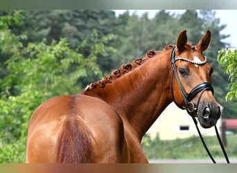 Sportivo Tedesco / Sportivo della Germania, Castrone, 5 Anni, 175 cm, Sauro