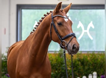 Sportivo Tedesco / Sportivo della Germania, Castrone, 5 Anni, 175 cm, Sauro