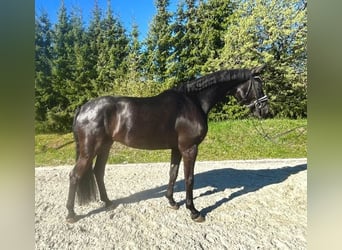 Sportivo Tedesco / Sportivo della Germania, Castrone, 5 Anni, 177 cm, Morello