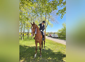 Sportivo Tedesco / Sportivo della Germania, Castrone, 5 Anni, 178 cm, Sauro