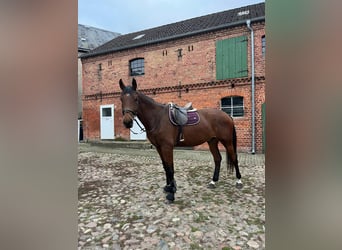 Sportivo Tedesco / Sportivo della Germania, Castrone, 5 Anni, 186 cm, Baio