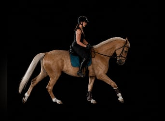 Sportivo Tedesco / Sportivo della Germania, Castrone, 5 Anni, 190 cm, Palomino