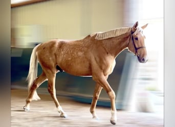 Sportivo Tedesco / Sportivo della Germania, Castrone, 5 Anni, 190 cm, Palomino
