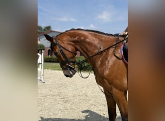 Sportivo Tedesco / Sportivo della Germania, Castrone, 5 Anni, Baio