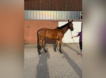 Sportivo Tedesco / Sportivo della Germania, Castrone, 5 Anni, Baio