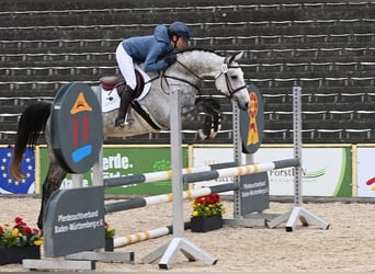 Sportivo Tedesco / Sportivo della Germania, Castrone, 5 Anni, Grigio