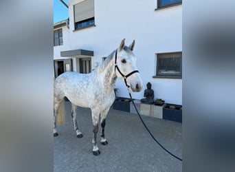 Sportivo Tedesco / Sportivo della Germania, Castrone, 5 Anni, Grigio