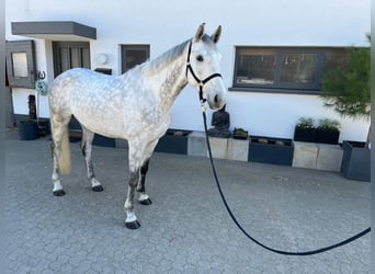 Sportivo Tedesco / Sportivo della Germania, Castrone, 5 Anni, Grigio