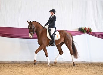 Sportivo Tedesco / Sportivo della Germania, Castrone, 5 Anni, Sauro scuro