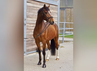 Sportivo Tedesco / Sportivo della Germania, Castrone, 6 Anni, 153 cm, Baio