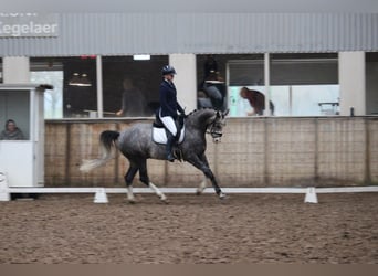 Sportivo Tedesco / Sportivo della Germania, Castrone, 6 Anni, 163 cm