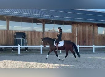 Sportivo Tedesco / Sportivo della Germania, Castrone, 6 Anni, 164 cm, Baio