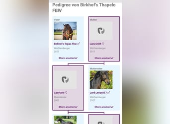 Sportivo Tedesco / Sportivo della Germania, Castrone, 6 Anni, 164 cm, Baio