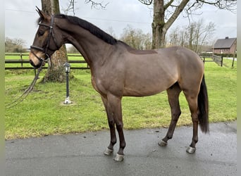 Sportivo Tedesco / Sportivo della Germania, Castrone, 6 Anni, 164 cm, Baio