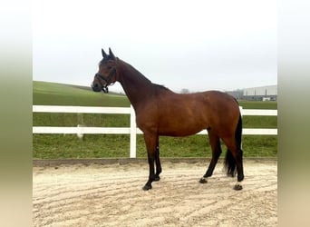 Sportivo Tedesco / Sportivo della Germania, Castrone, 6 Anni, 165 cm, Baio