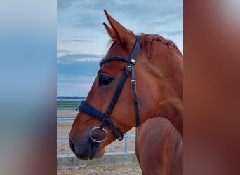 Sportivo Tedesco / Sportivo della Germania, Castrone, 6 Anni, 165 cm, Sauro scuro